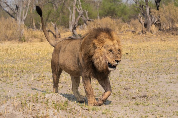 Maned lion, lion (Panthera Leo) runs to the side, savanna, Moremi Game Reserve, Botswana