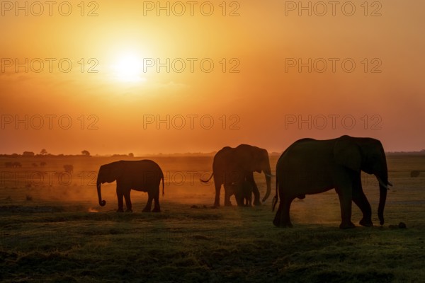African elephant (Loxodonta africana), silhouette, sunset, atmospheric light, Ihaha, Chobe National Park National Park, Botswan