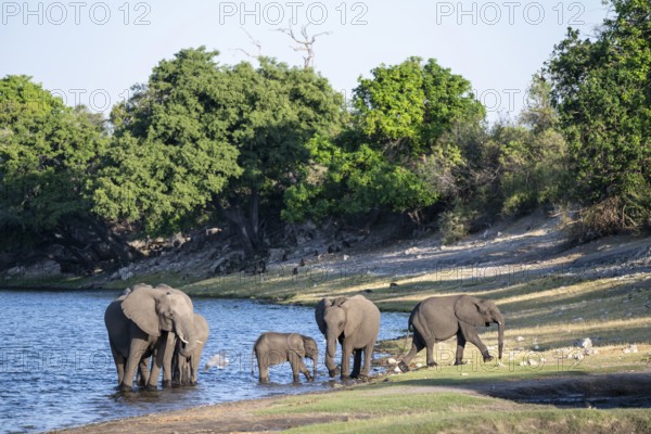 African elephant (Loxodonta africana) drinking in Chobe River, Ihaha, Chobe National Park National Park, Botswan