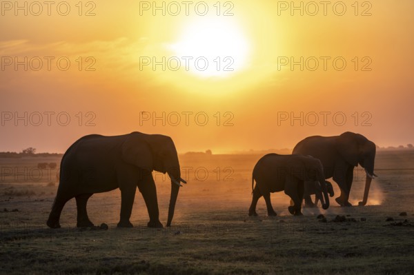 Herd, African Elephant (Loxodonta africana), Silhouette, Sunset, Ambient Light, Ihaha, Chobe National Park, Botswan