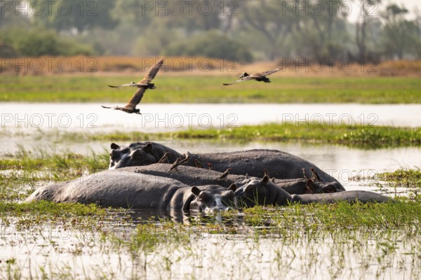 Hippopotamus (Hippopatamus amphibius), Okavango Delta, Moremi Game Reserve, Botswana
