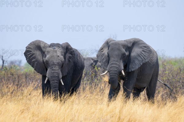 Herd of African elephants (Loxodonta africana) in dry savanna, Bwabwata National Park, Caprivi Strip, Namibia