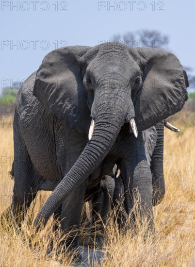 African elephant (Loxodonta africana) in dry savanna, Bwabwata National Park, Caprivi Strip, Namibia