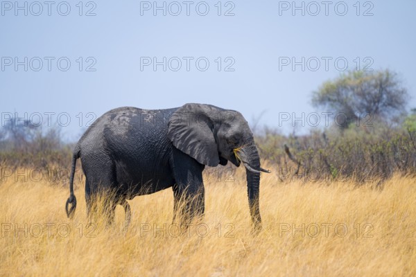 African elephant (Loxodonta africana) in dry savanna, Bwabwata National Park, Caprivi Strip, Namibia