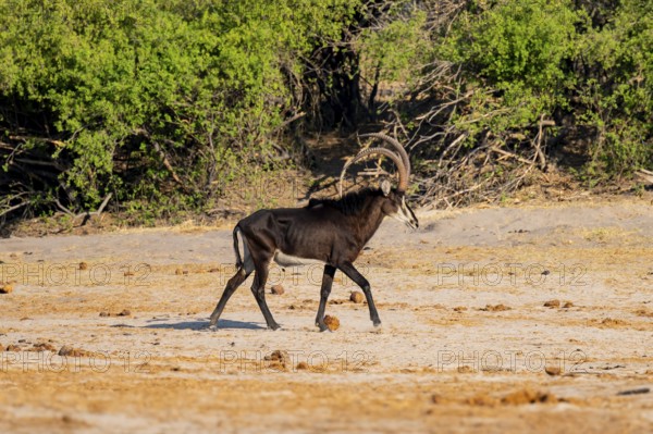 Sable, black antelope, black antelope (Hippotragus niger), Caprivi strip, Namibia