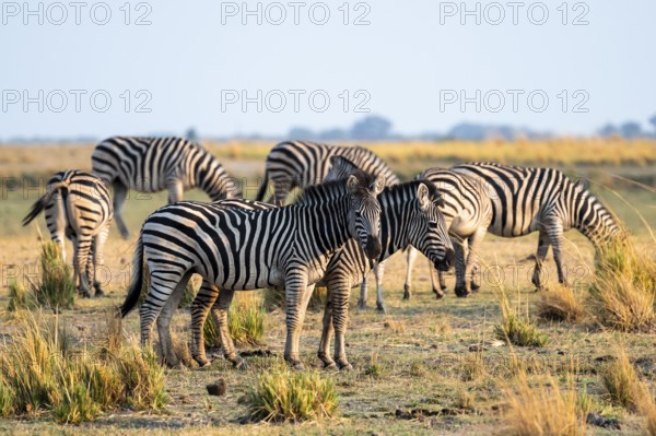 Herd of Steppe Zebras (Equus quagga), Ambient Light, Ihaha, Chobe National Park National Park, Botswan