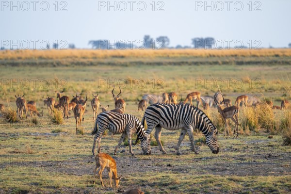 Impalas and steppe zebras (Equus quagga), atmospheric lighting, Ihaha, Chobe National Park National Park, Botswan