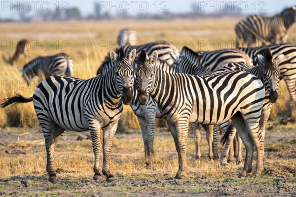 Two steppe zebras (Equus quagga), atmospheric lighting, Ihaha, Chobe National Park National Park, Botswan
