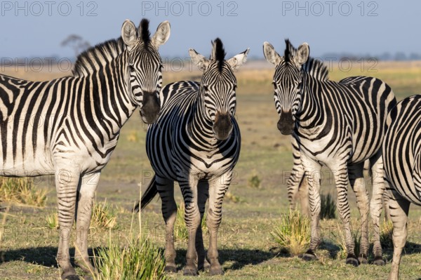 Three steppe zebras (Equus quagga), atmospheric lighting, Ihaha, Chobe National Park National Park, Botswan