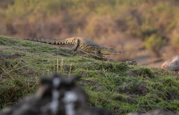 Nile crocodile (Crocodylus niloticus) runs on the Okavango River, Caprivi Strip, Namibia