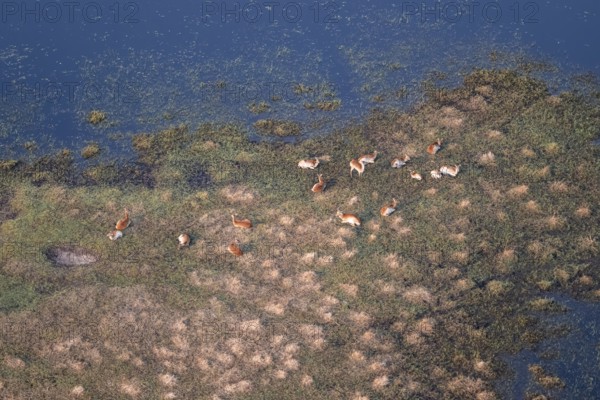 Herd of letschwe (Kobus leche), lychee bog antelope, riverbank, river landscape, aerial view, Okavango Delta, Botswana