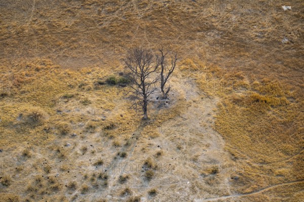 Species tree in the savanna, landscape, aerial view of the Okavango Delta, near Maun, Okavango Delta, Botswana