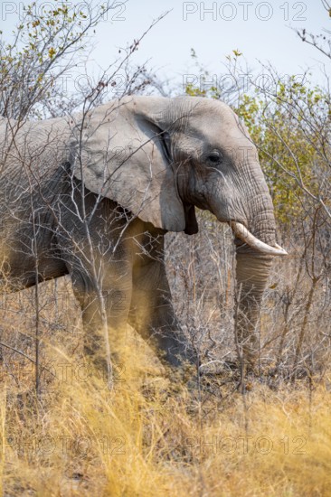African elephant (Loxodonta africana), Nxai Pan National Park, Botswana