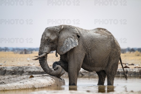 African elephant (Loxodonta africana) bathing in waterhole, Nxai Pan National Park, Botswana