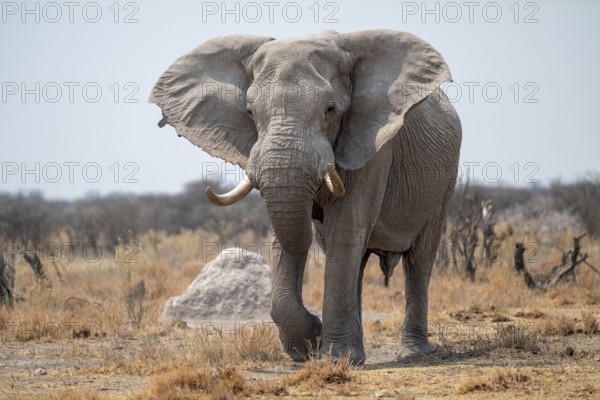 African elephant (Loxodonta africana), running, Nxai Pan National Park, Botswana