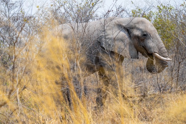 African elephant (Loxodonta africana), Nxai Pan National Park, Botswana
