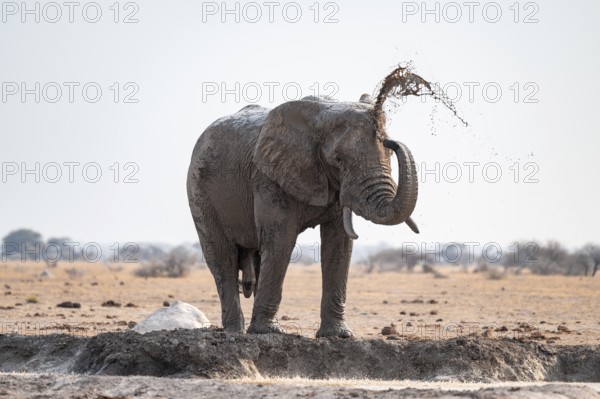 Male, African elephant (Loxodonta africana), mud bath at waterhole, Nxai Pan National Park, Botswana
