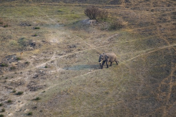 African elephant (Loxodonta africana) in dry savanna, aerial view, Okavango Delta, Botswana