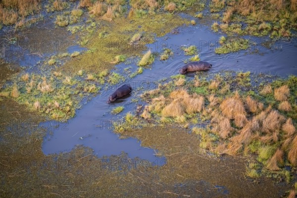 Two hippos (Hippopatamus amphibius) in water, swamp, aerial view, Okavango Delta, Botswana