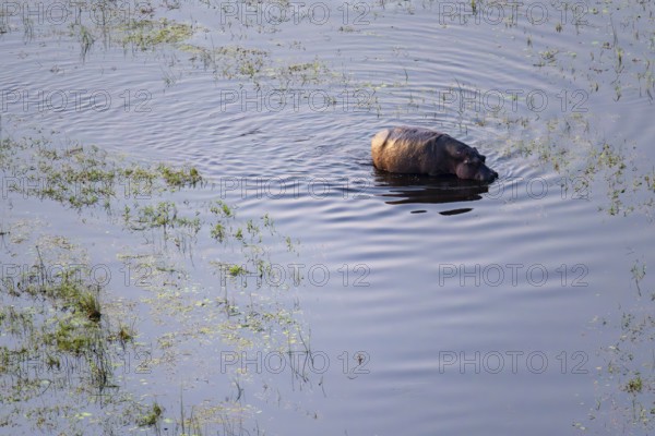 Single hippopatamus (Hippopatamus amphibius) in water, aerial view, Okavango Delta, Botswana