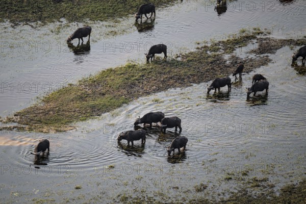 Kaffir buffalo (Syncerus caffer caffer), flock drinking in the river, aerial view, Okavango Delta, Botswana