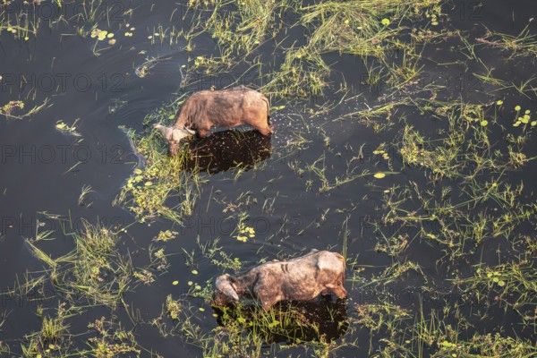 Kaffir buffalo (Syncerus caffer caffer), Two animals drinking in the river, aerial view, Okavango Delta, Botswana