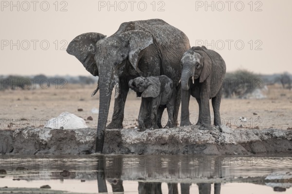 Animal family with baby elephant, African elephants (Loxodonta africana), drinking at the waterhole, dramatic reflection in the water, Nxai Pan National Park, Botswana