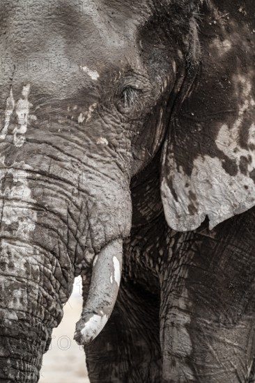 Animal Portrait, Dramatic African Elephant (Loxodonta africana), at a waterhole, Nxai Pan National Park, Botswana