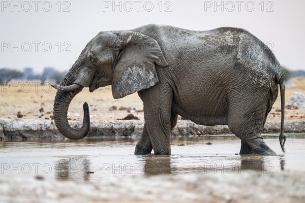 African elephant (Loxodonta africana) drinking at waterhole, Nxai Pan National Park, Botswana