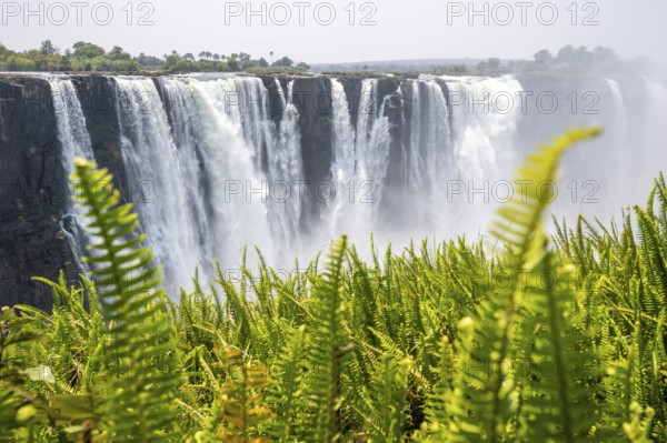 Water plunges into the depths, Victoria Falls with jungle and green plants, Zambezi, Zimbabwe