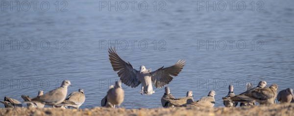 Turkish pigeons at the waterhole, Savuti, Chobe National Park, Botswana