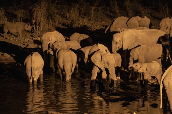 Night view, African elephant (Loxodonta africana), at Halali waterhole, Etosha National Park, Namibia