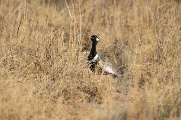 Northern Black Korhaan (Afrotis afraoides), or cackling bustard (Eupodotis afra), male, Etosha National Park, Namibia