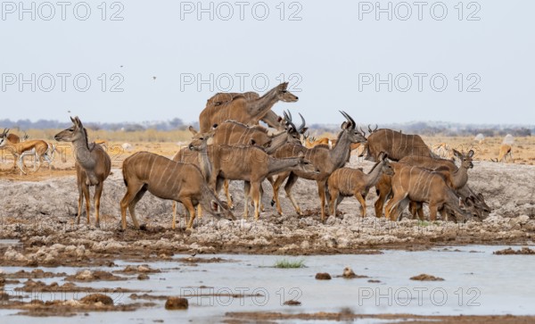 Big Kudu (Tragelaphus strepsiceros), flock drinking at waterhole, Nxai Pan National Park, Botswana
