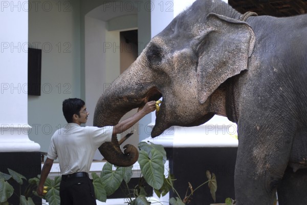 Young man feeding elephant bananas, Peermade, Kerala, India