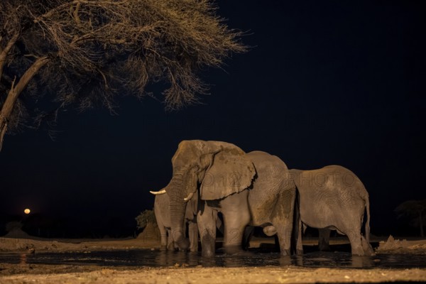 Waterhole at night, African elephants drinking, night view, Kasane, Botswana
