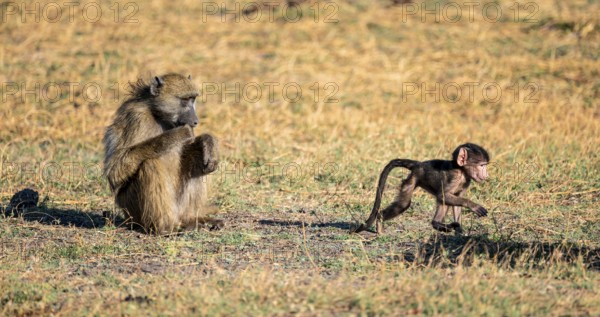 Young animal playing with mother, bear baboons (Papio ursinus), Ihaha, Chobe National Park National Park, Botswan