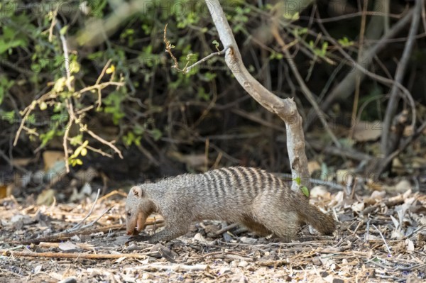 Zebra mangoose (Mungos mungo) looking for food, Ihaha, Chobe National Park, Botswana