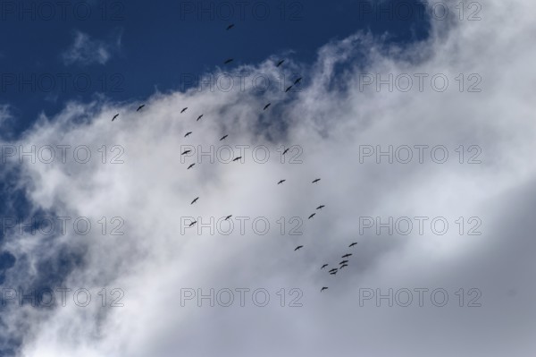 Cranes flying high up under clouds (Grus grus), Mecklenburg-Western Pomerania, Germany