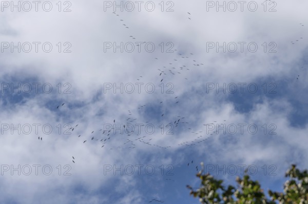Cranes flying high up under clouds (Grus grus), Mecklenburg-Western Pomerania, Germany