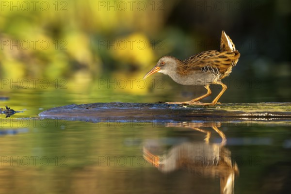 Water rail (Rallus aquaticus), on tree trunk in water, standing, warm colorful sunlight, Race, Slovenia