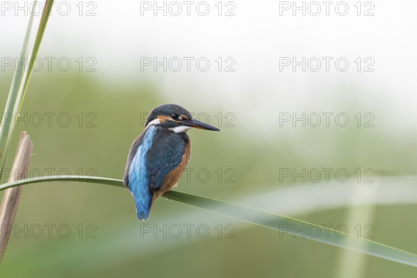 Kingfisher (Alcedoatthis) on reed, sideways, Race, Slovenia