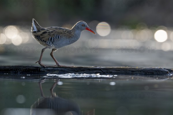 Water rail (Rallus aquaticus), on tree trunk in water, standing, Race, Slovenia