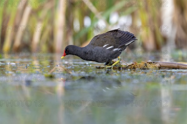 Pond grouse (Gallinula chloropus) .on the water, Race, Slovenia