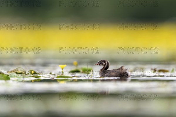 Little Grebe (Tachybaptus ruficollis), juvenile, swimming, Race, Slovenia