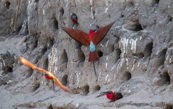 Breeding caves on the banks of the Kwando, Southern carmine bee-eater (Merops nubicoides), bee-eaters breeding, Kwando River, Zambezi region, Caprivi Strip, Namibia