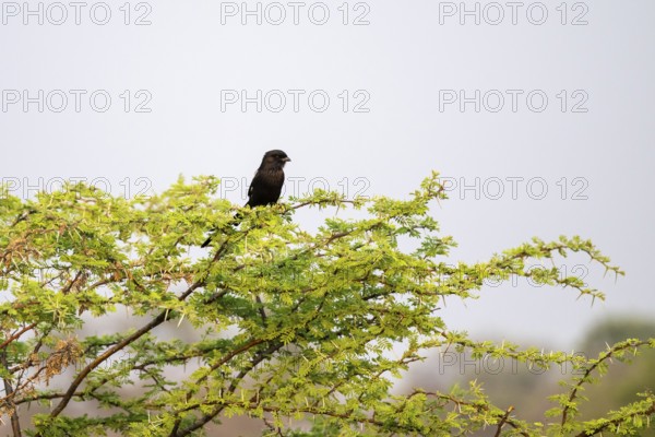 Magpie Shrike (Lanius melanoleucus), Savuti, Chobe National Park National Park, Botswana