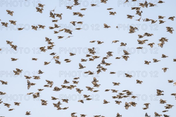 Swarm of sparrows in flight, Savuti, Chobe National Park, Botswana