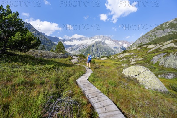 Female mountaineer on wooden plank path through mountain moor, in front of picturesque mountain scenery, Dammastock and Damma glaciers, Göscheneralp, Canton of Uri, Switzerland