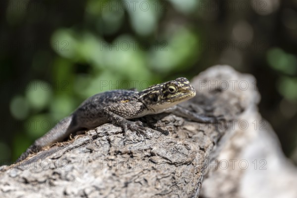 Female Siedleragame (Agama Agama), Epupa, Namibia
